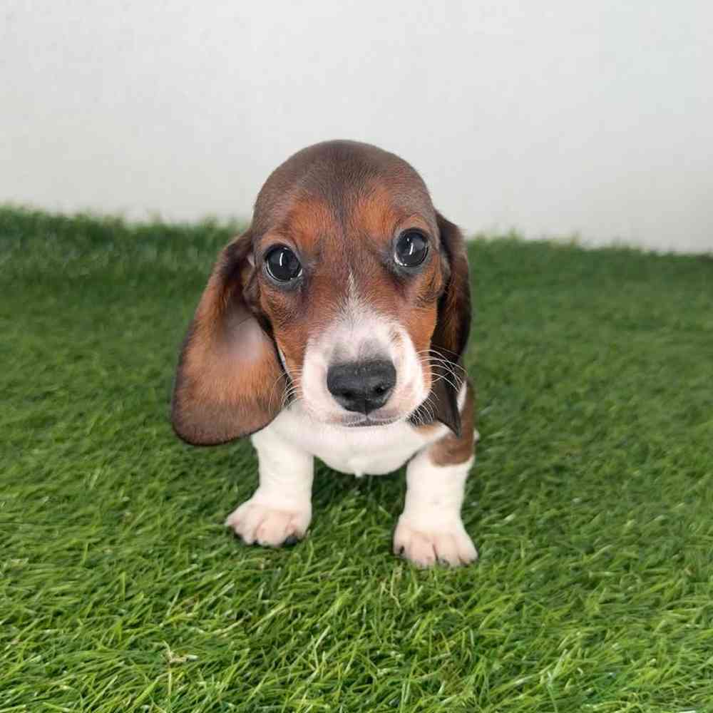 pet breed image