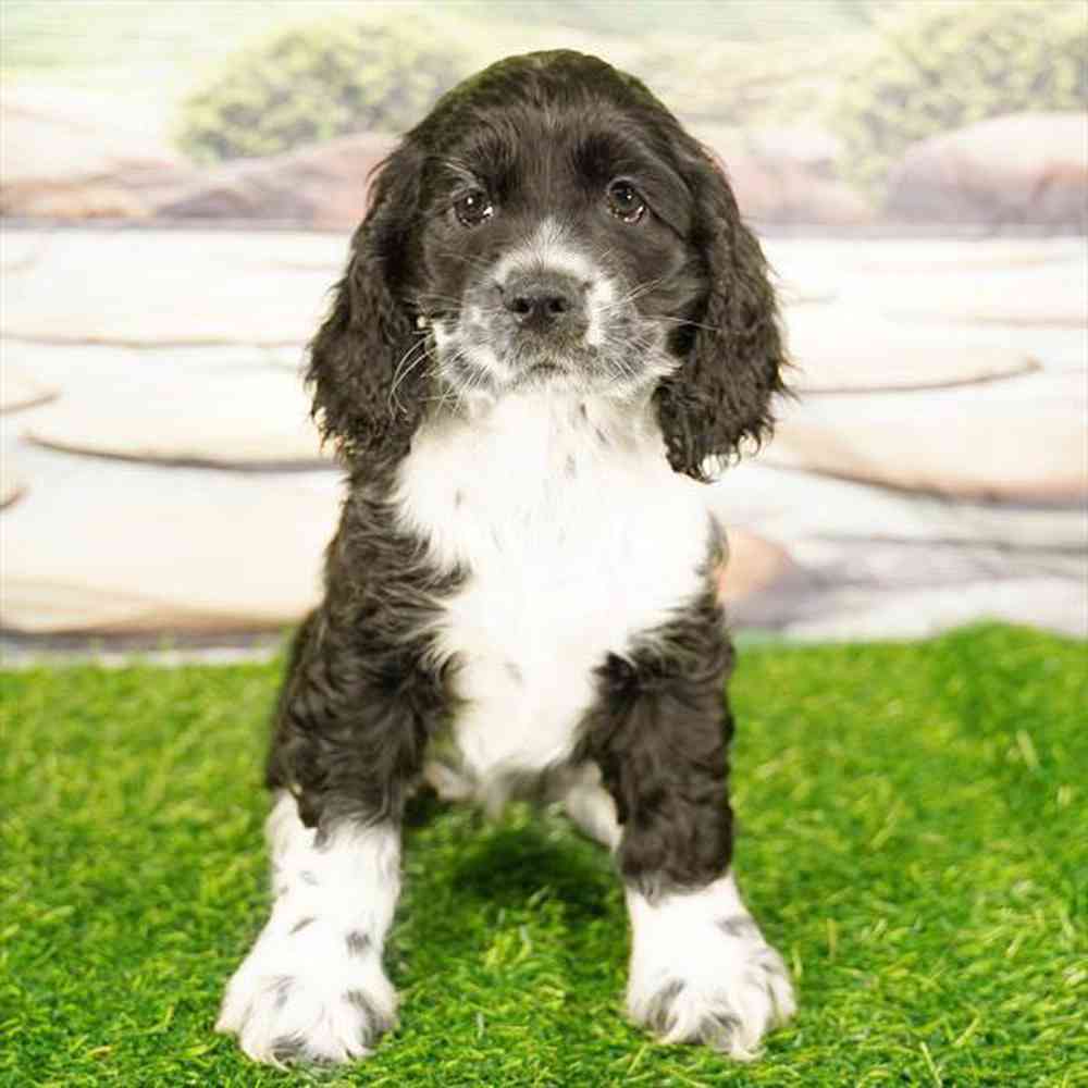 pet breed image