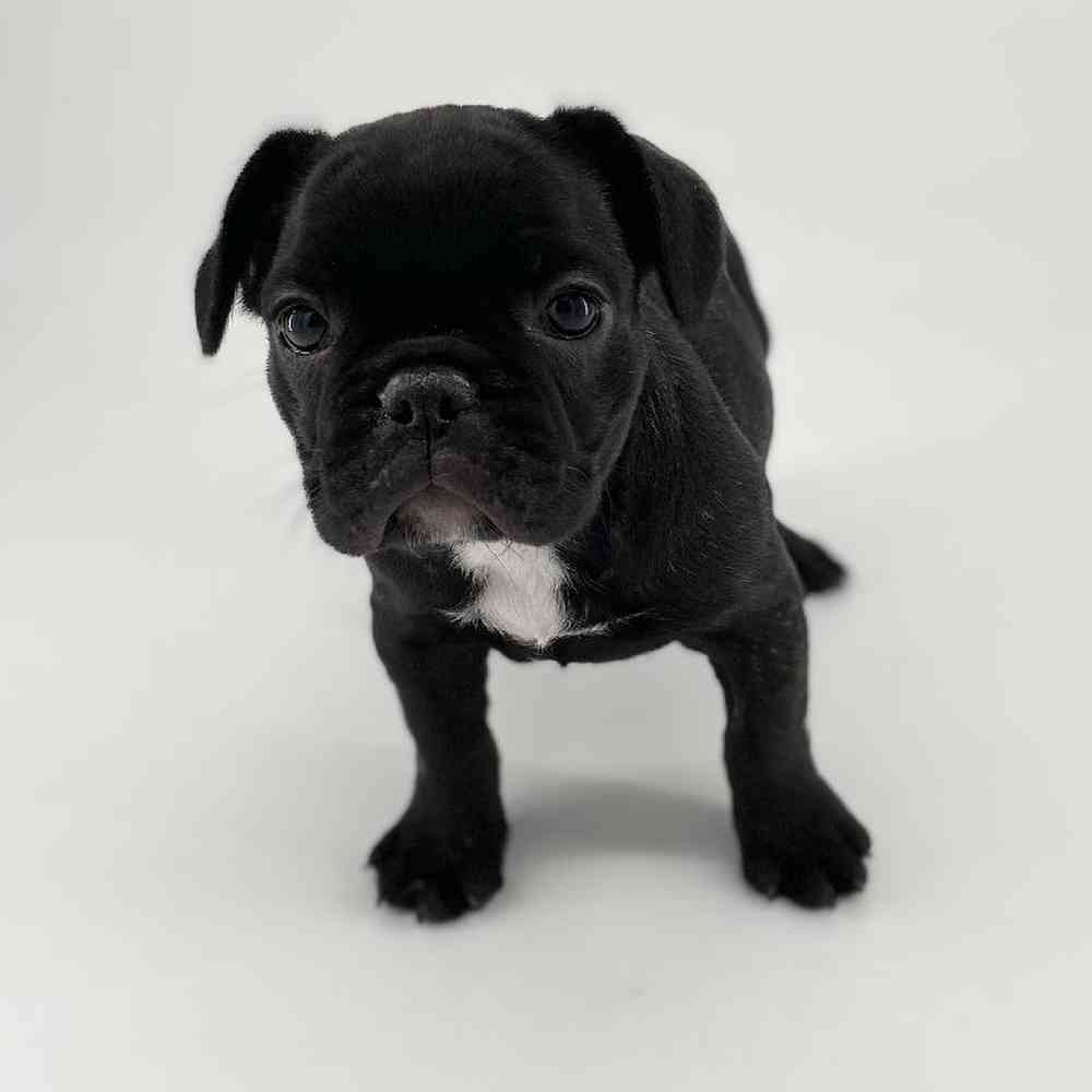 Female French Bulldog Puppy for Sale in Meridian, ID