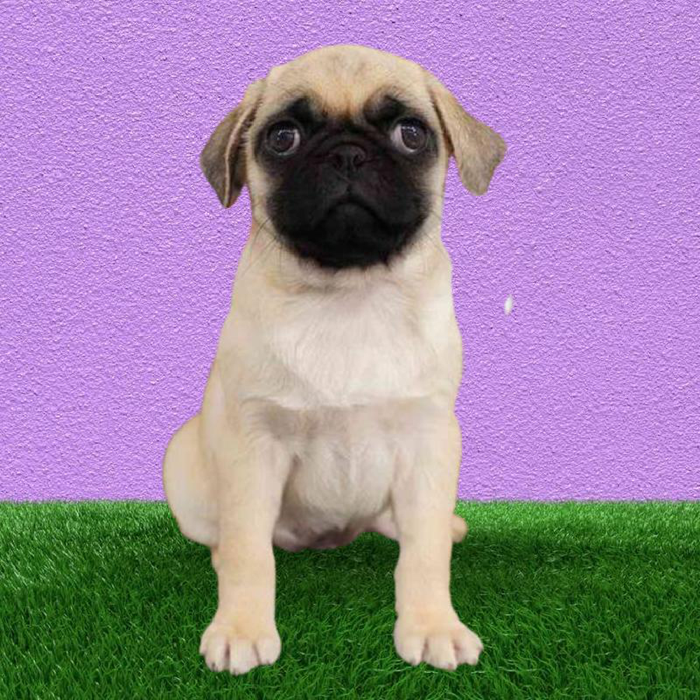 Female Pug Puppy for sale