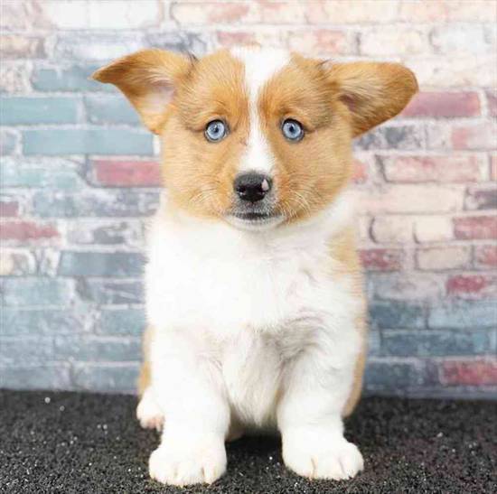 American Corgi