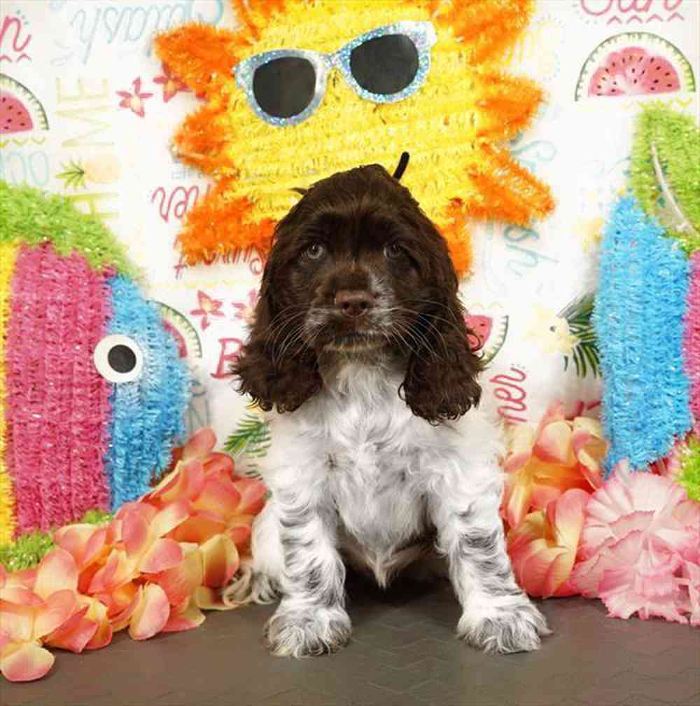 carousel pet images