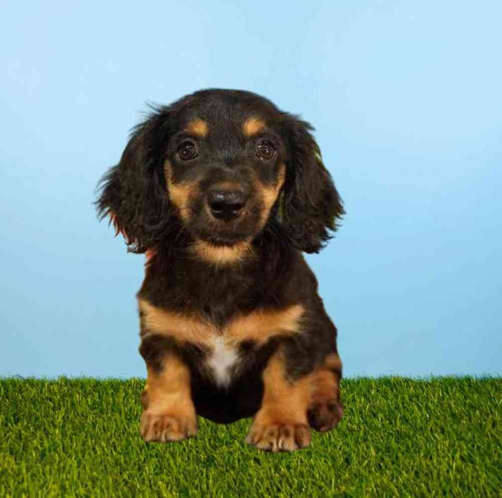 Dachshund Puppies for Sale Meridian