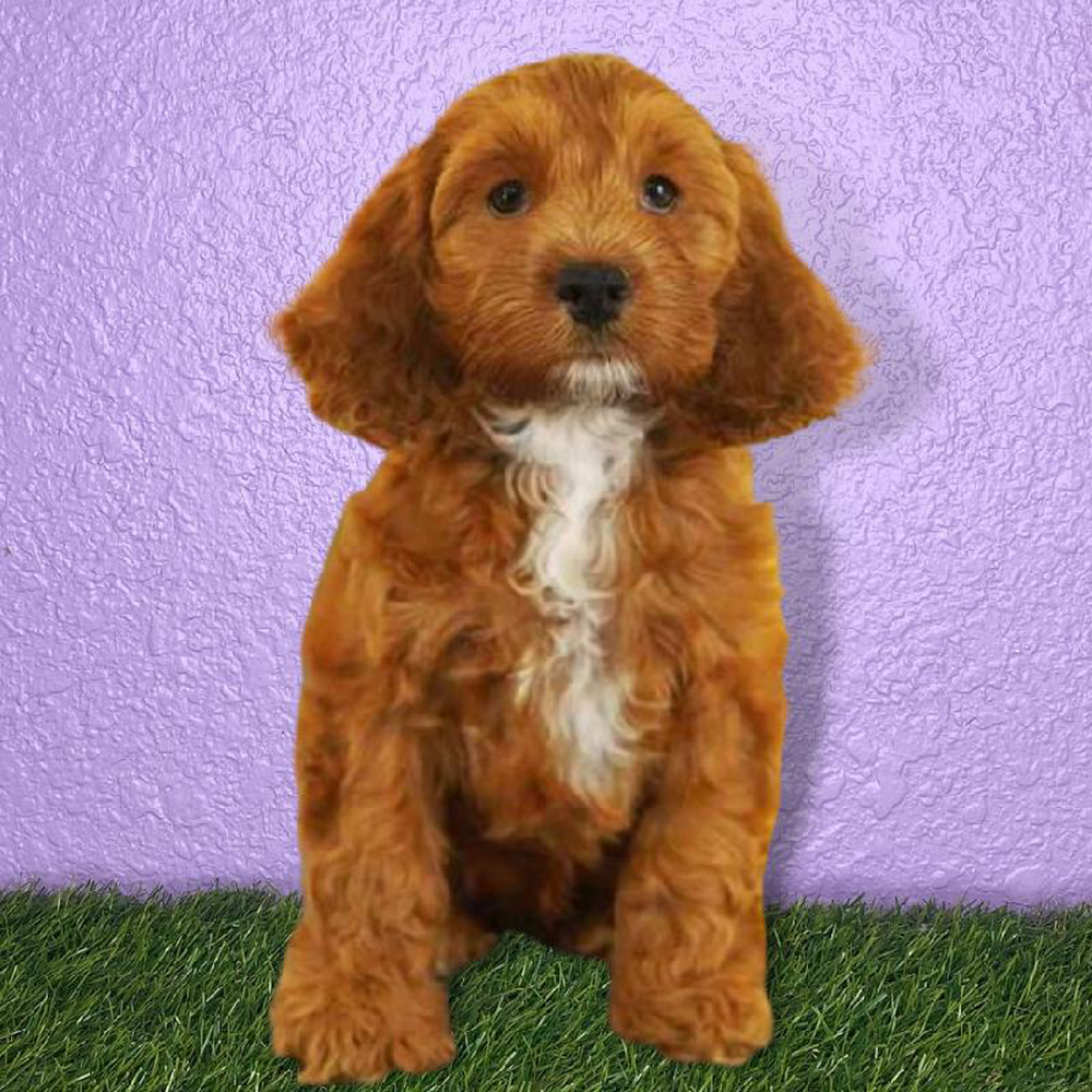 Male Cockapoo Puppy for sale