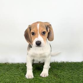 Beagle