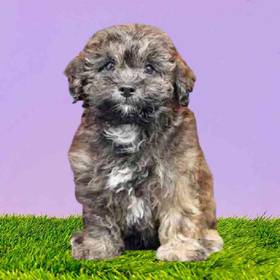 TeddiPoo