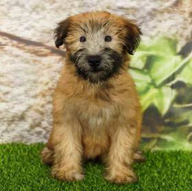 Soft Coated Wheaten Terrier