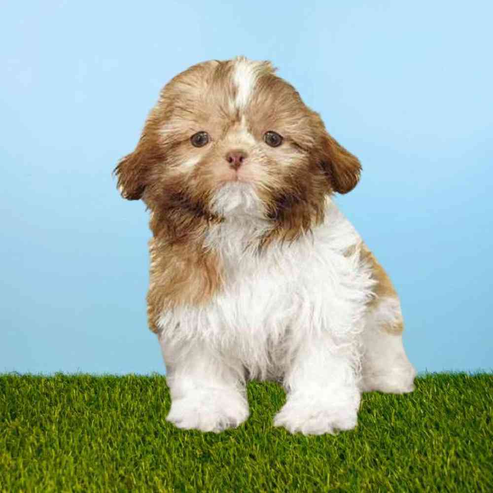 Shih Tzu Puppies for Sale Meridian