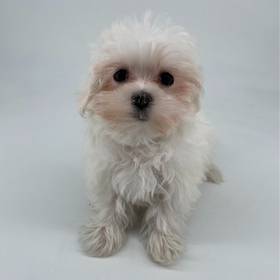Maltese