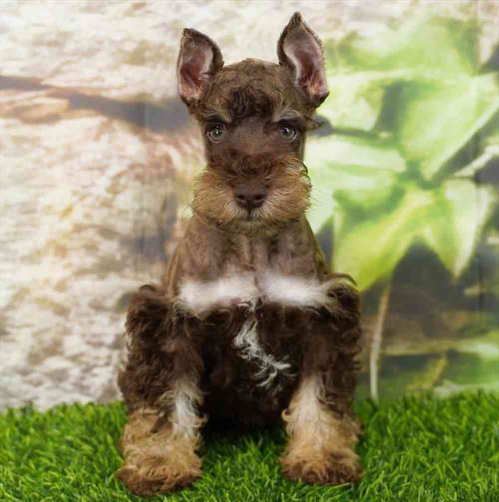 pet breed image