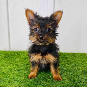 Yorkie