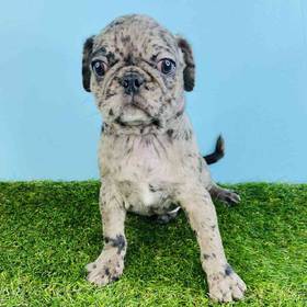 Pug
