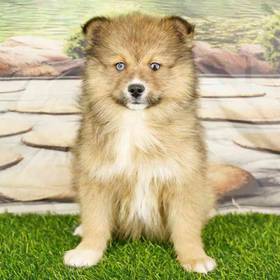 2nd Gen Pomsky