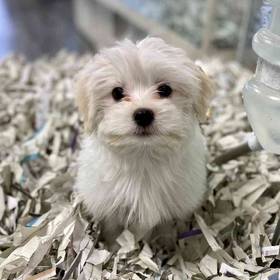Havanese