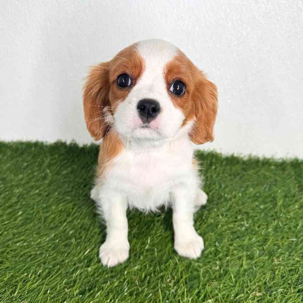 pet breed image