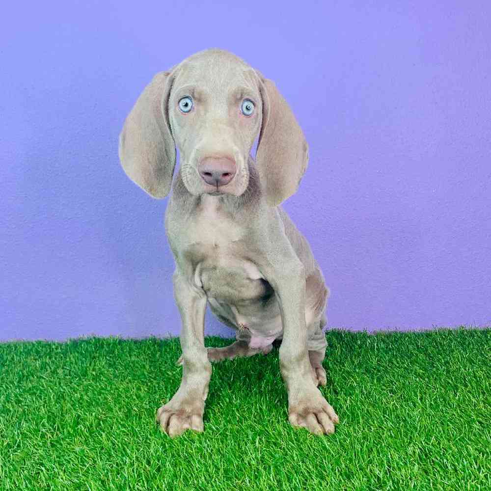 Male Weimaraner Puppy for sale