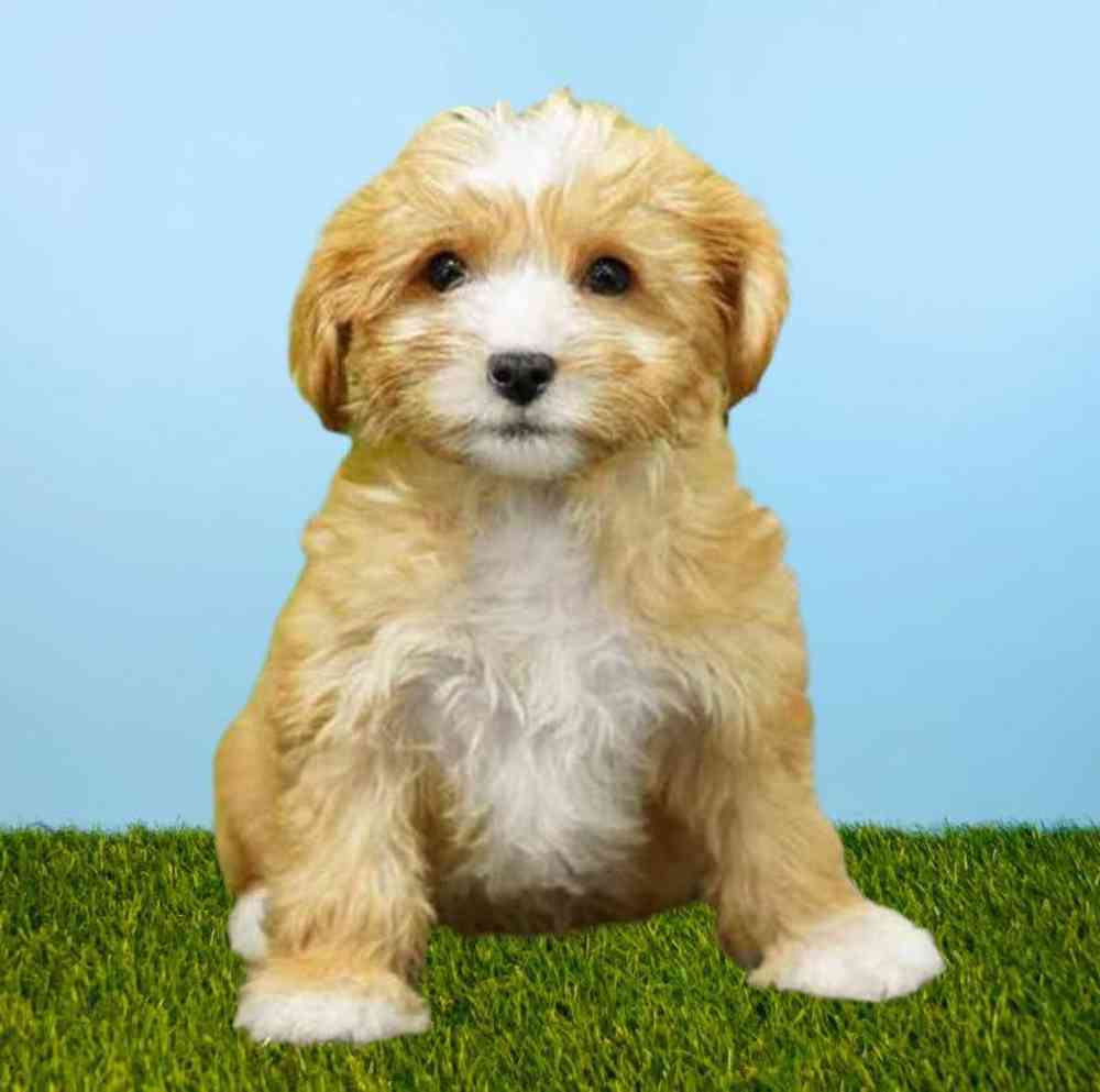 carousel pet images
