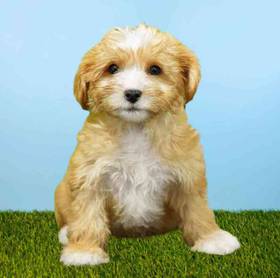 Yorkie-Poo