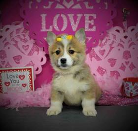 Pembroke/Cardigan Welsh Corgi