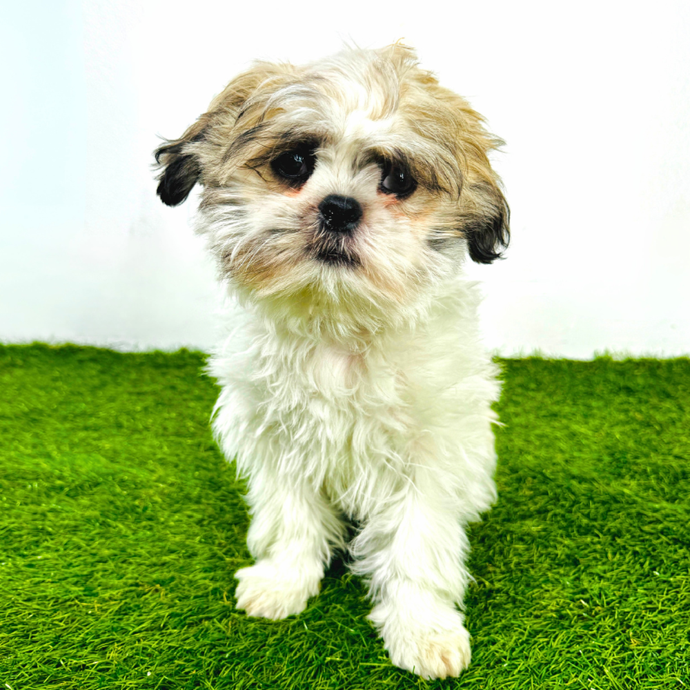 pet breed image