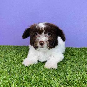 Havanese