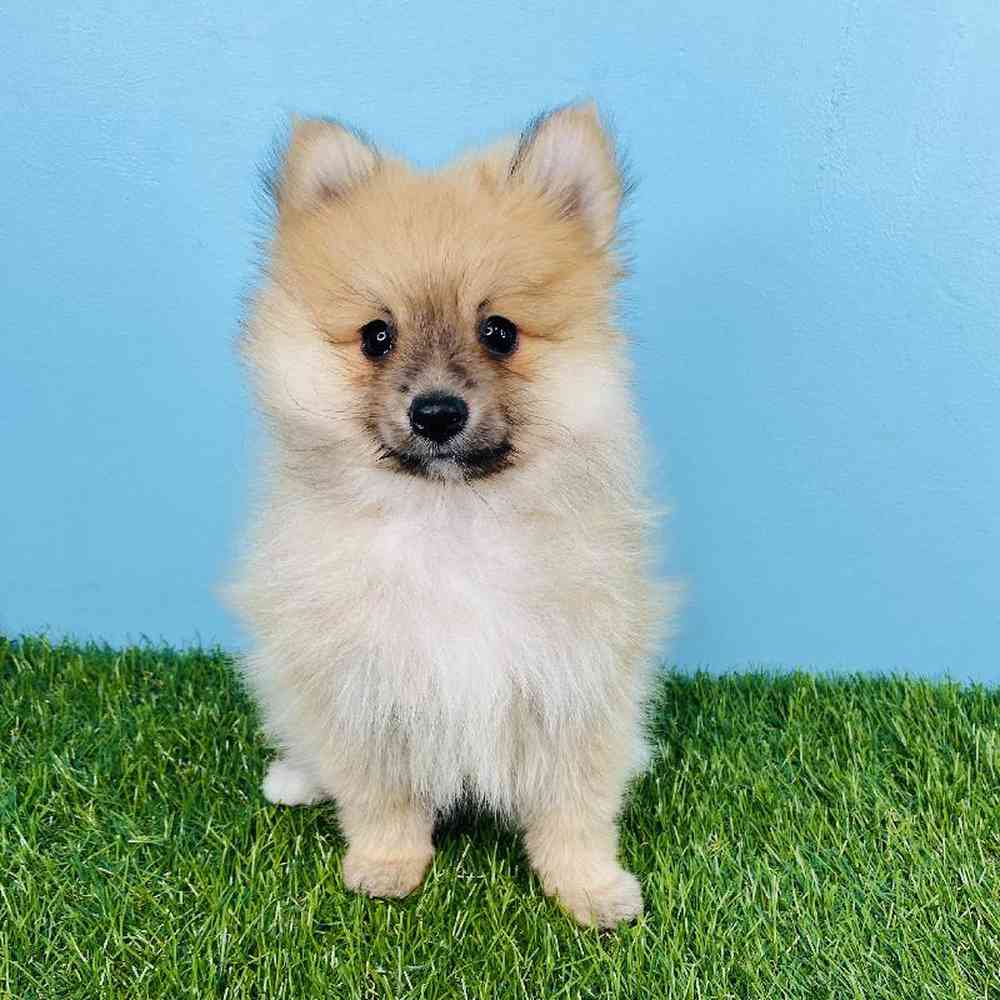 Male Pomeranian Puppy for sale