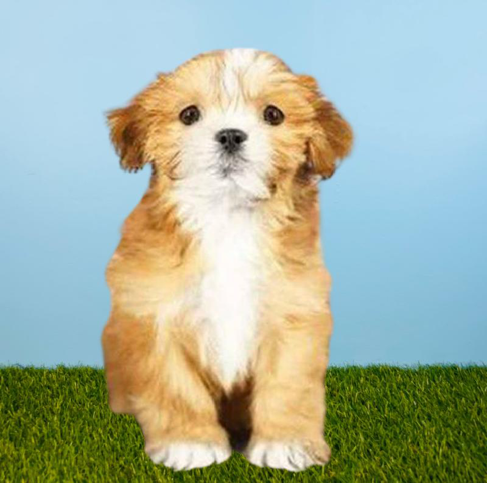 carousel pet images