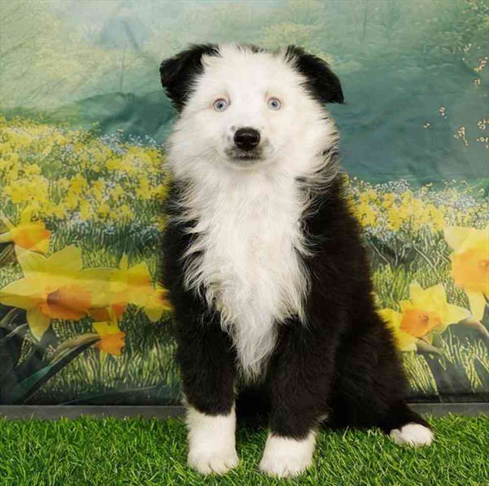 pet breed image