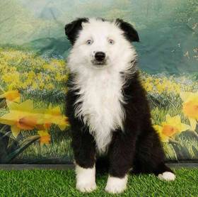Mini Australian Shepherd