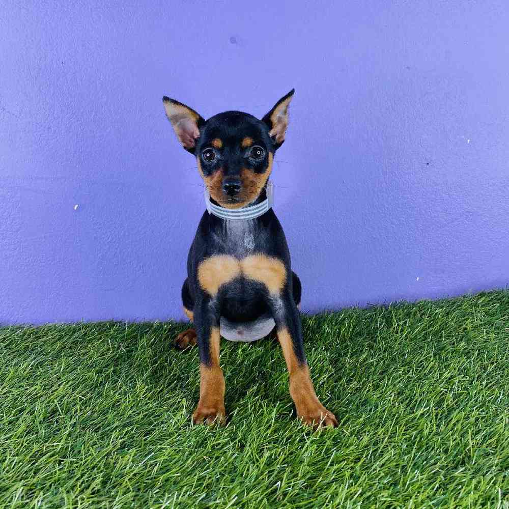 Female Min Pin Puppy for sale
