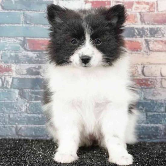 Pomeranian