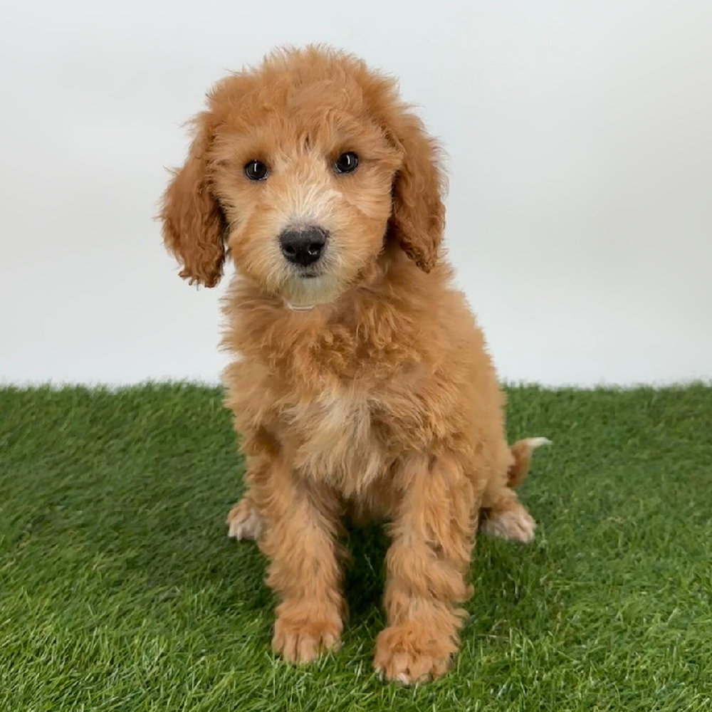 pet breed image