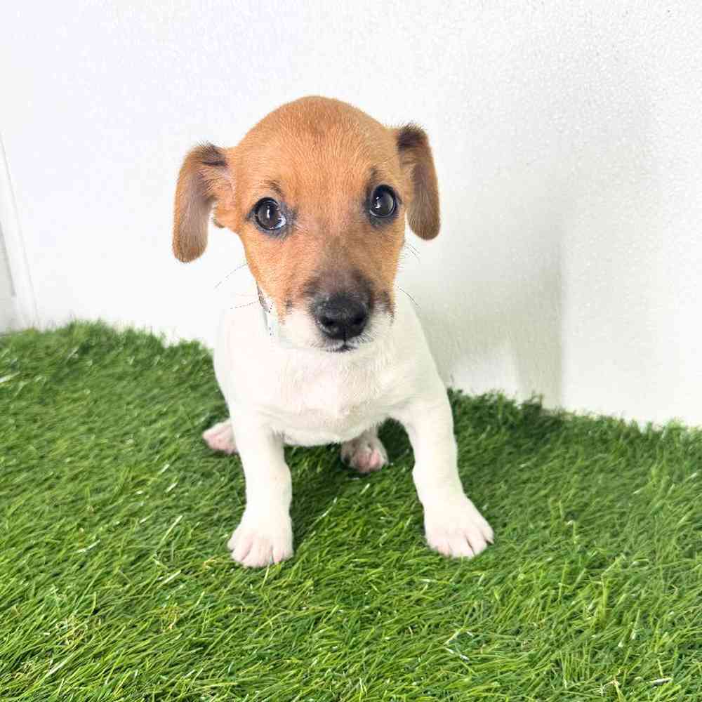 pet breed image