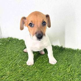 Jack Russell Terrier