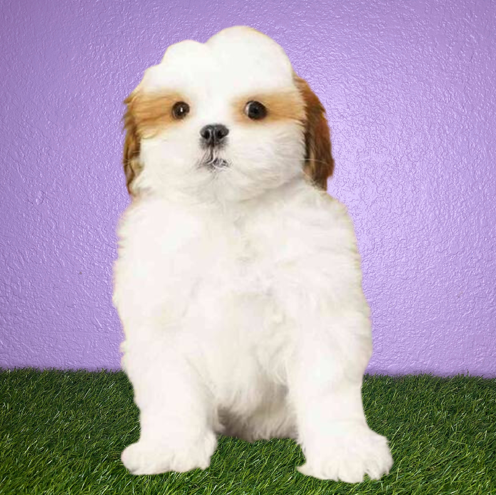 Lhasa Apso Puppies for Sale New Braunfels