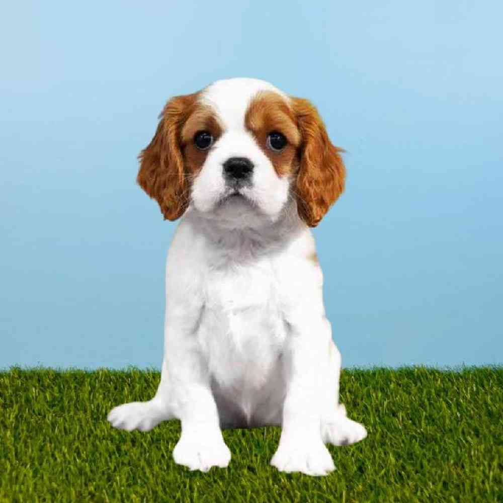 Female Cavalier King Charles Spaniel Puppy for sale