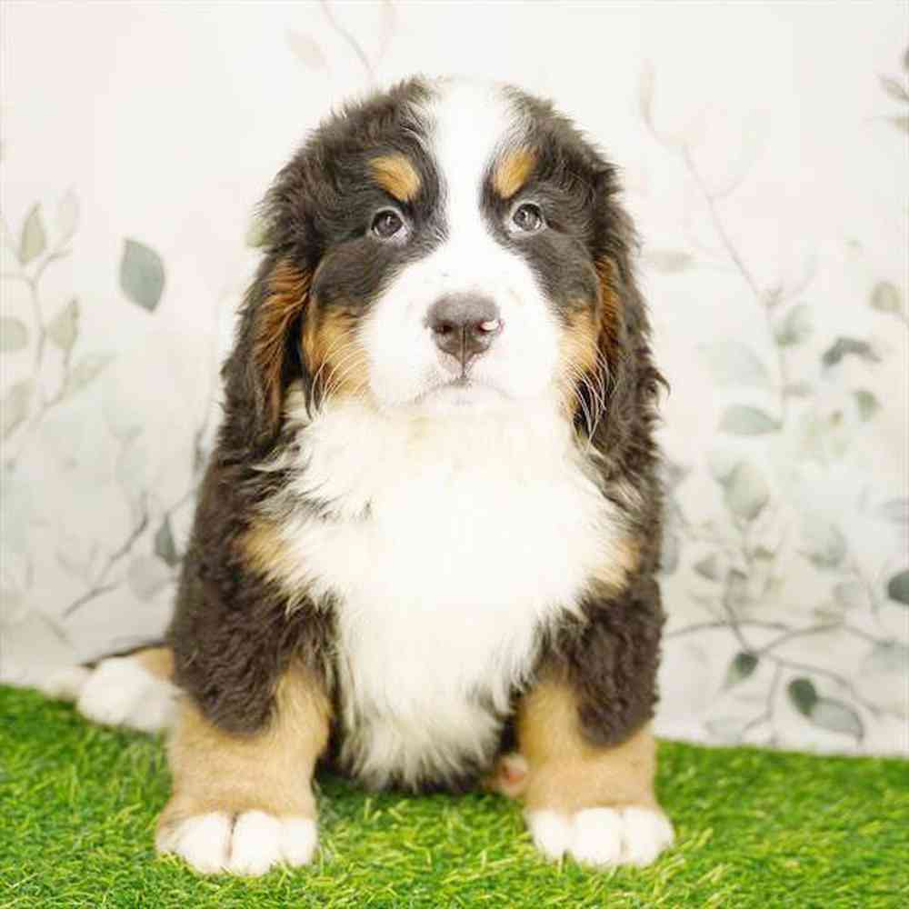 pet breed image