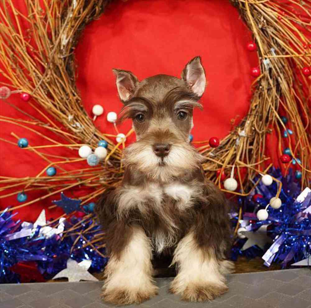 carousel pet images