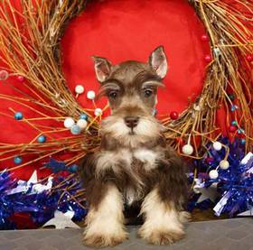 Mini Schnauzer