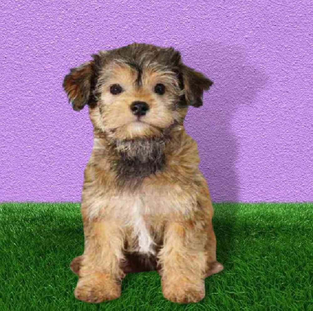 Male Yorkie-Poo Puppy for sale