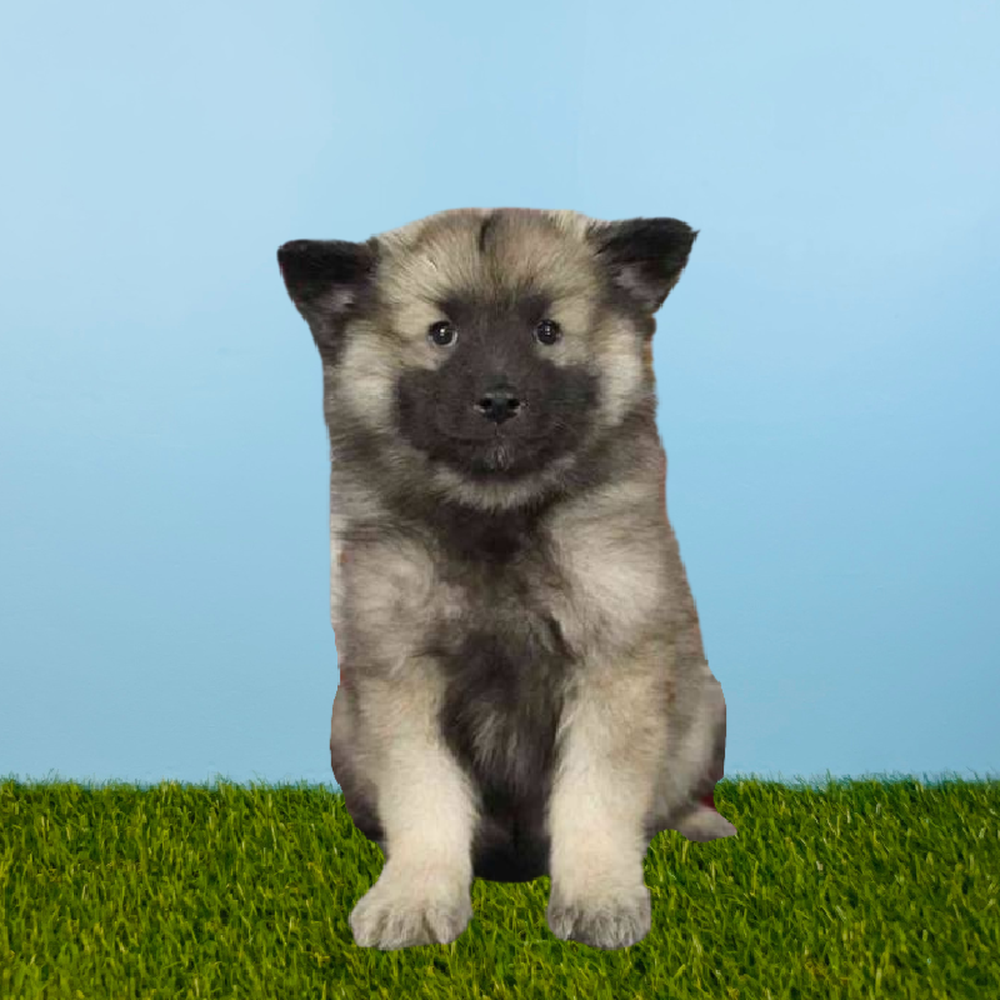 Male Keeshond Puppy for Sale in Pasadena, TX