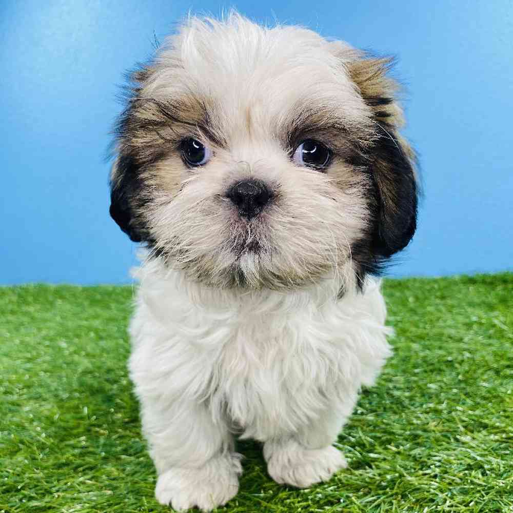carousel pet images