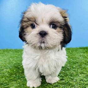 Shih Tzu