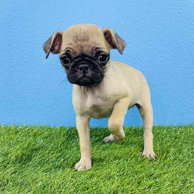 Pug
