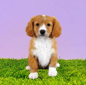 Cavalier King Charles Spaniel/Maltechon