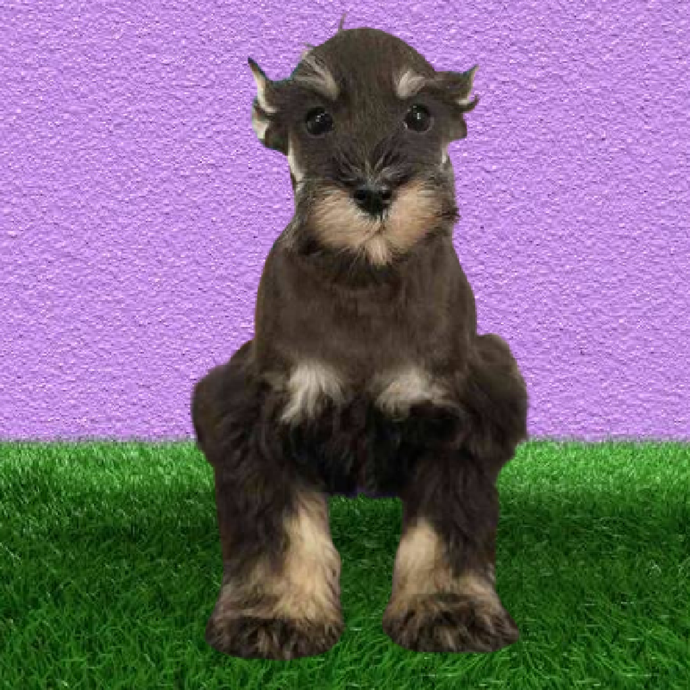 Mini Schnauzer Puppies for Sale Marietta
