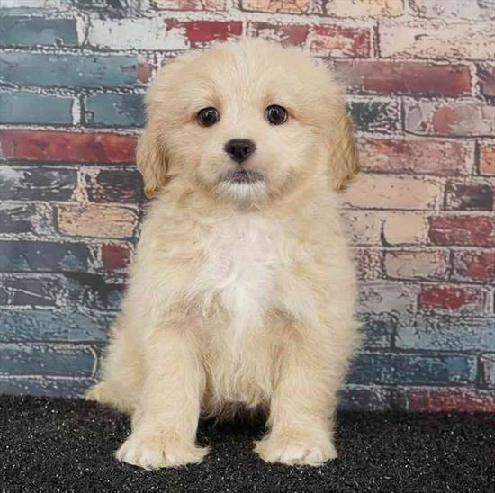 Peke-a-poo