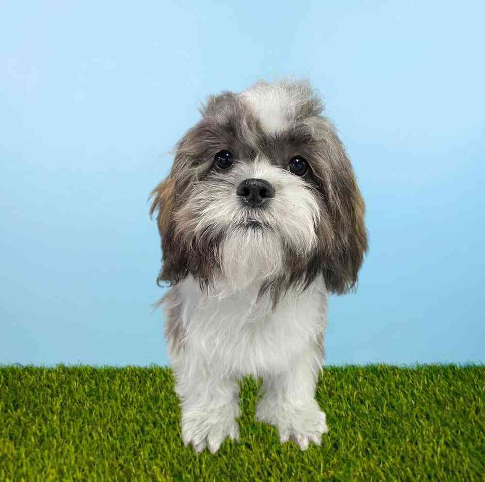 Male Shih Tzu Puppy for Sale in Meridian, ID