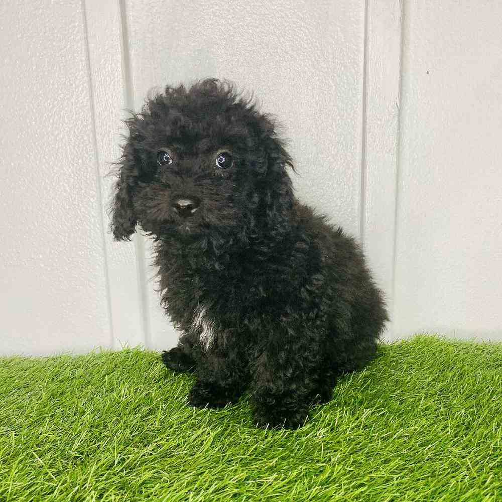 pet breed image