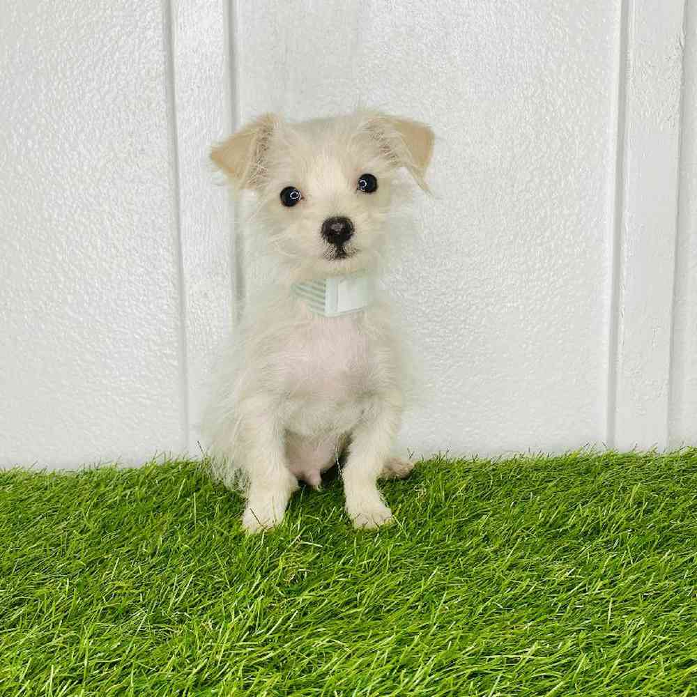 pet breed image